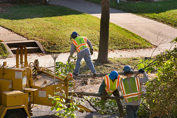 Best Large Tree Removal  in Camp Barrett, VA